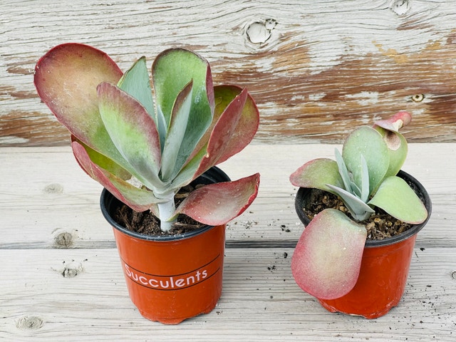 PADDLE / FLAPJACK Succulents