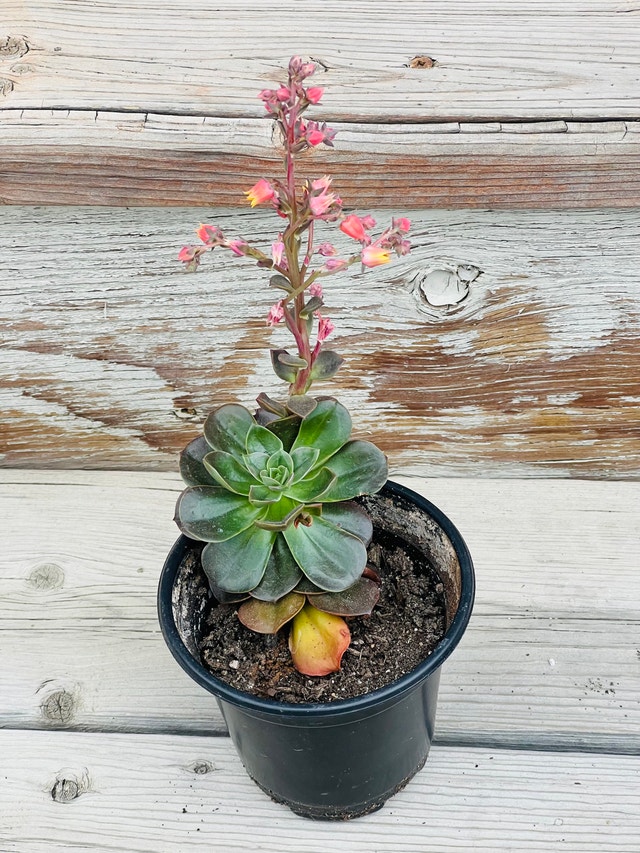 BEAUTIFUL FLOWERING SUCCULENT