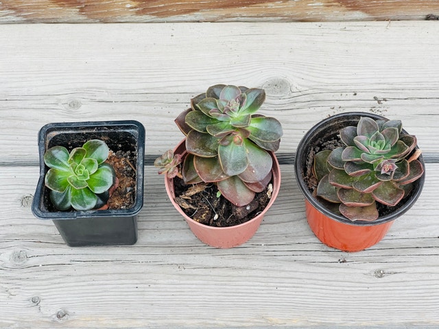 Succulent Plants