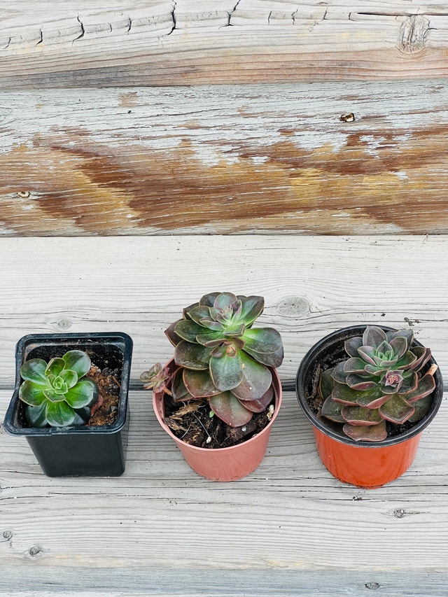 Succulent Plants - photo 2