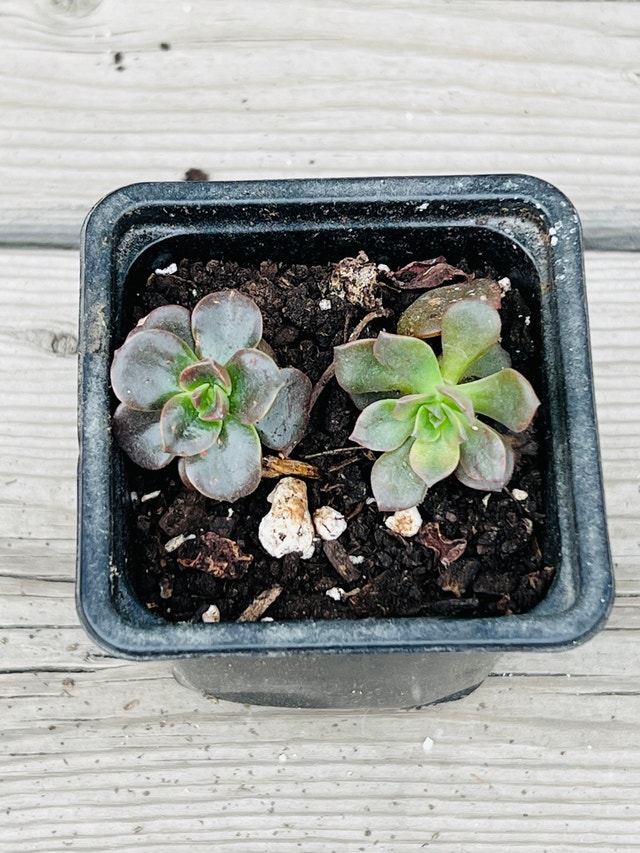 Succulent Plants - photo 3