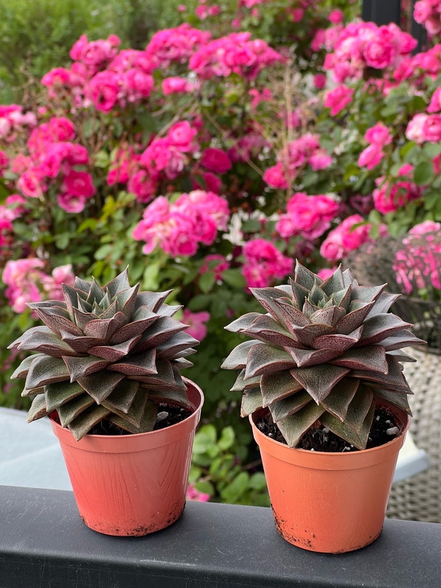 Echeveria Purpusorum / Prince of Paradise Rare Succulent