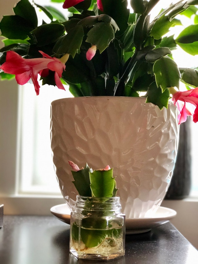 Christmas Cactus Clipping Rooted $2 Each