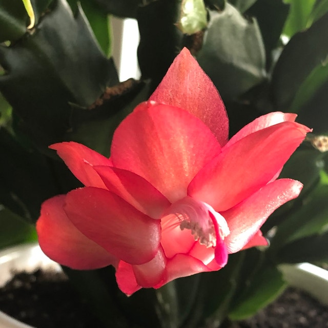 Christmas Cactus Clipping Rooted $2 Each - photo 2