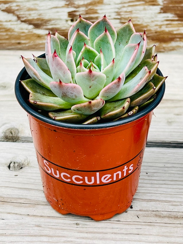 Beautiful Echeveria 'Agavoides' X 'Zaragoza'