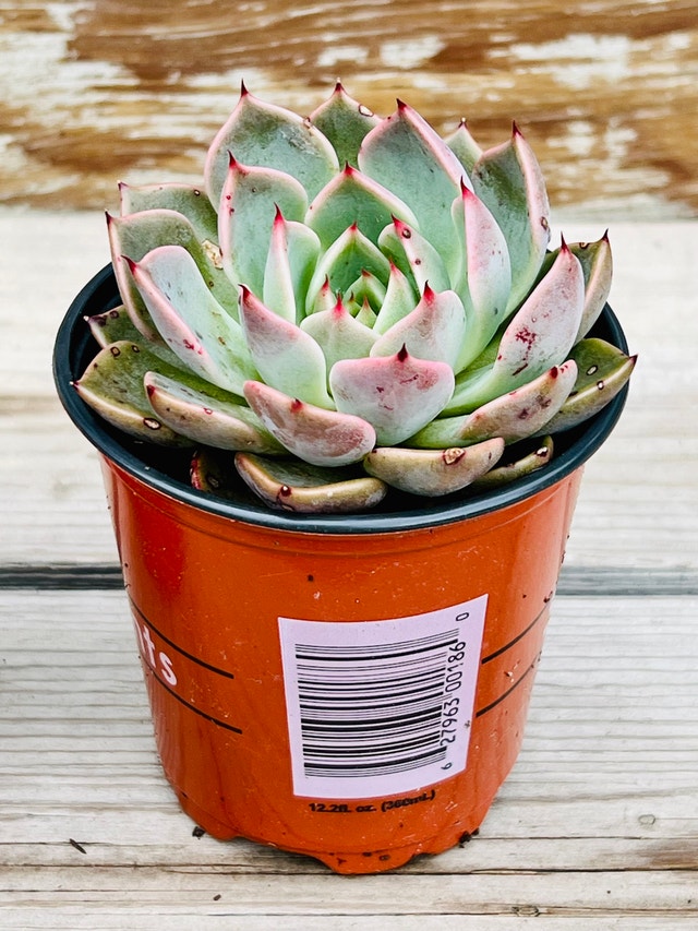 Beautiful Echeveria 'Agavoides' X 'Zaragoza' - photo 2