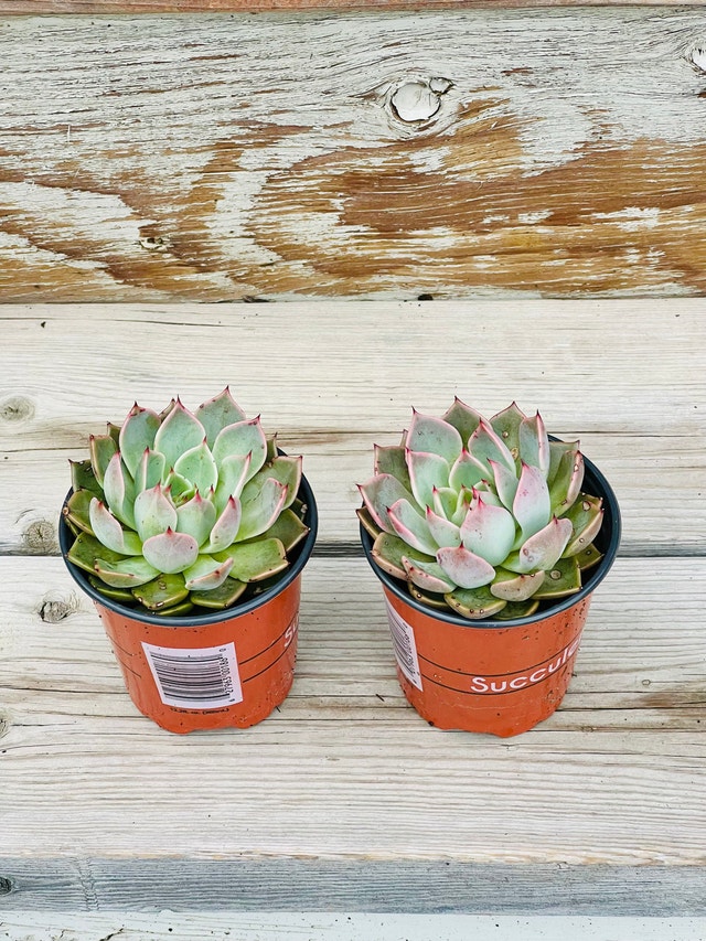Beautiful Echeveria 'Agavoides' X 'Zaragoza' - photo 3