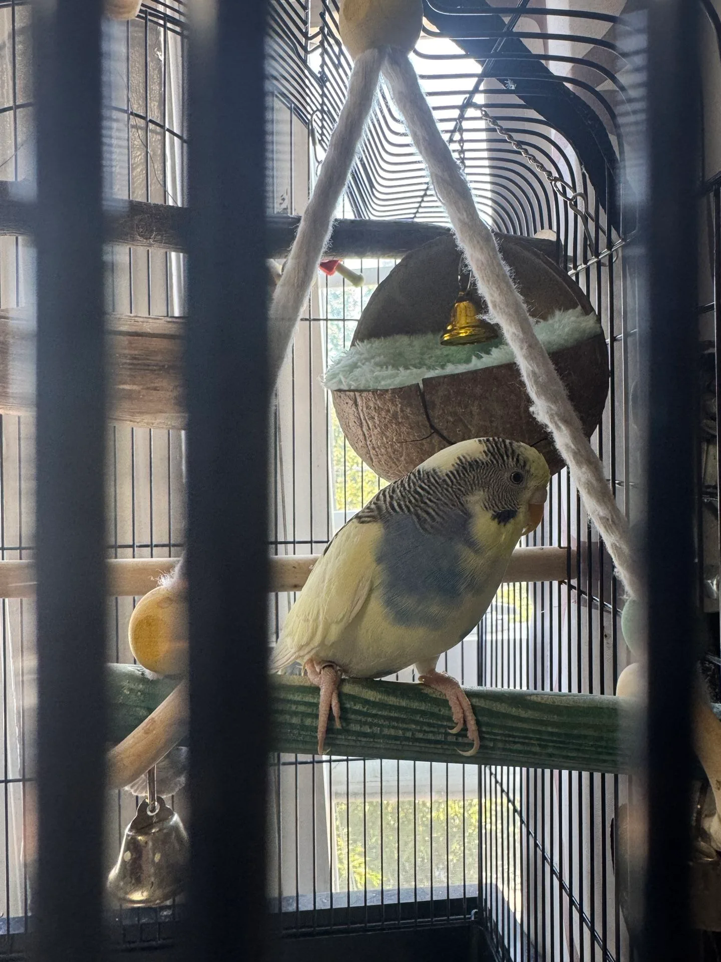 Bird Cage With Parakeets image indicator(2)