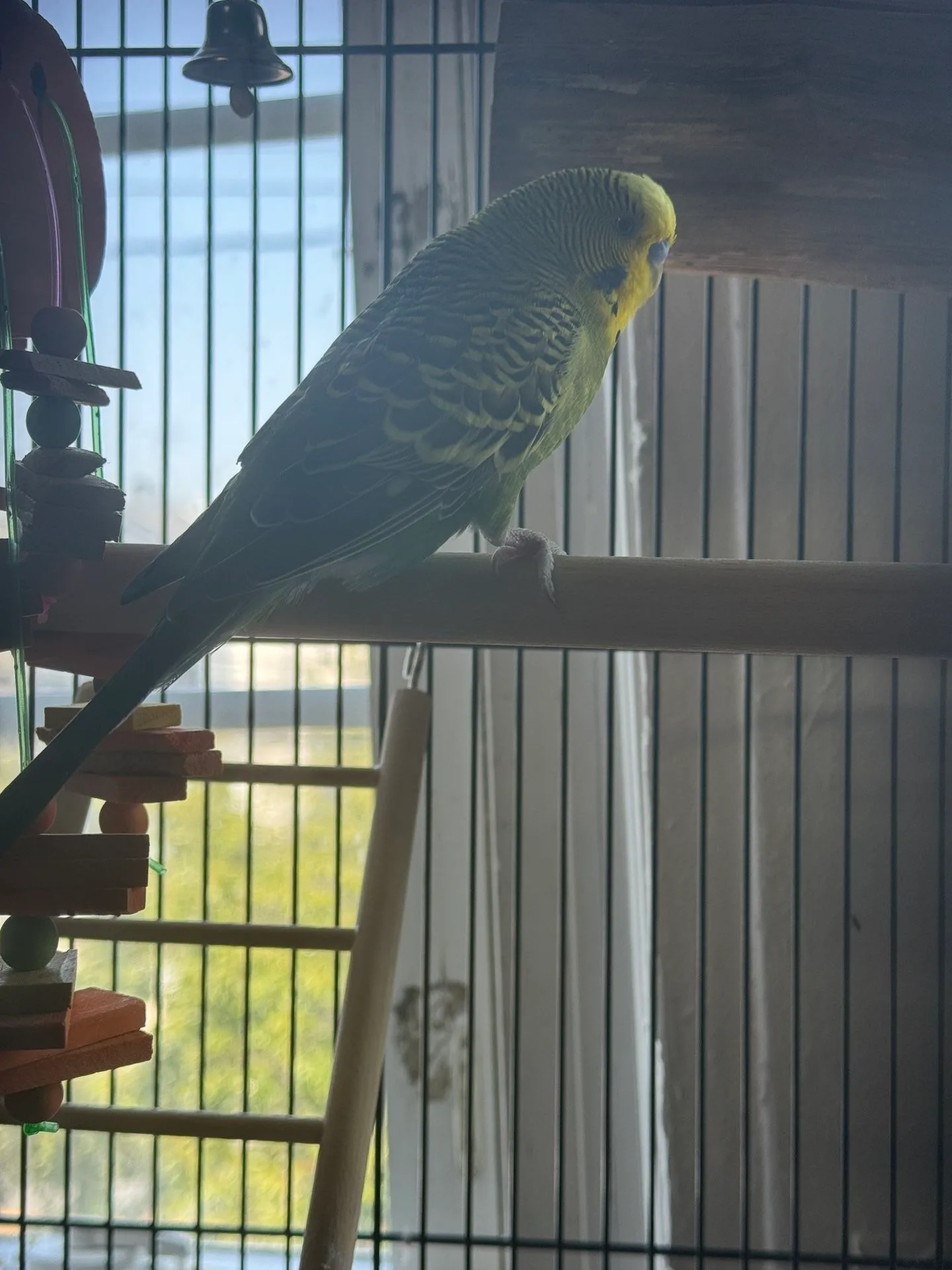 Bird Cage With Parakeets image indicator(3)