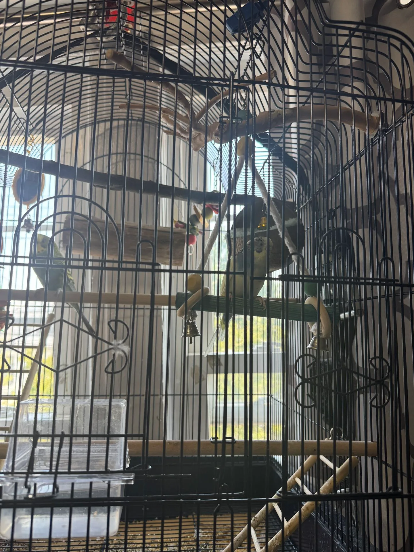 Bird Cage With Parakeets image indicator(5)