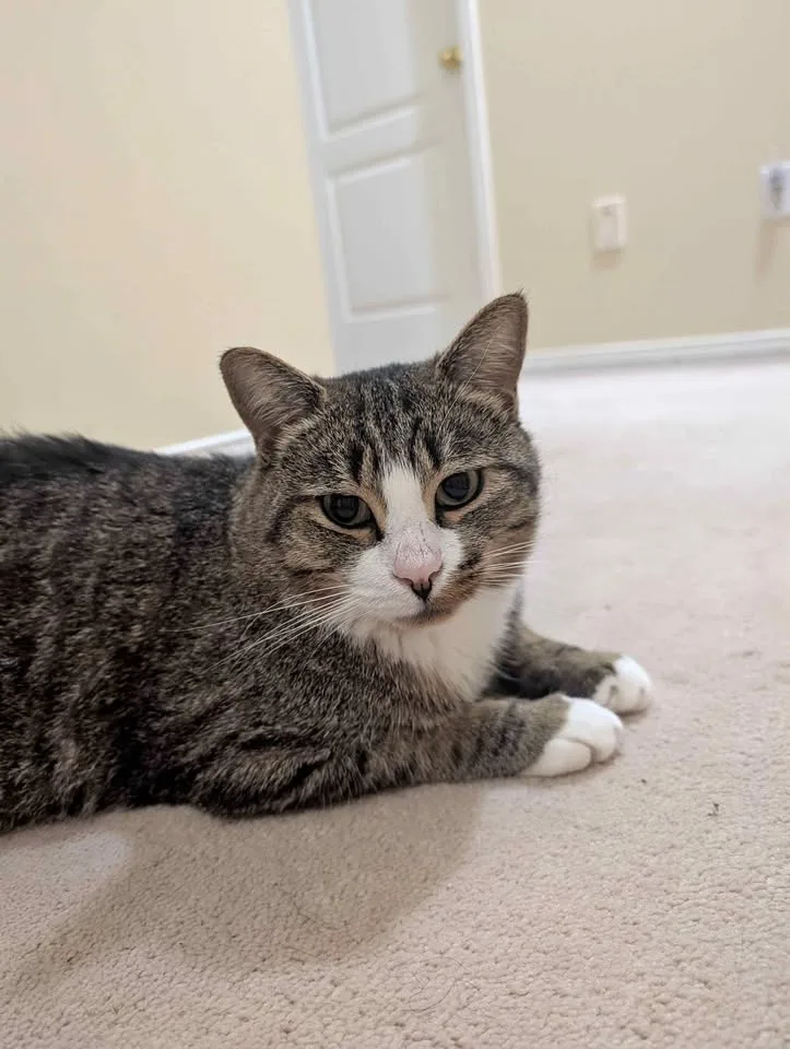 Reliable Pet Sitting & Dog Walking Services 🐾 (Drop-In Visits)