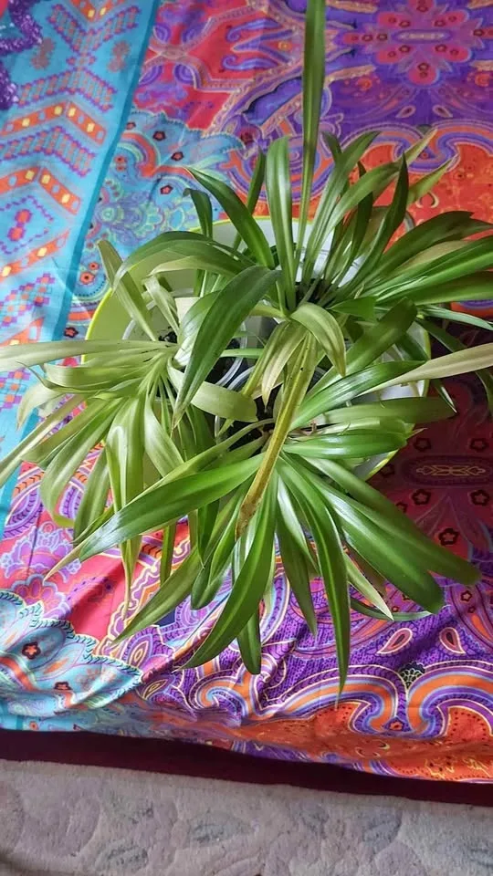 Young Spider Plants