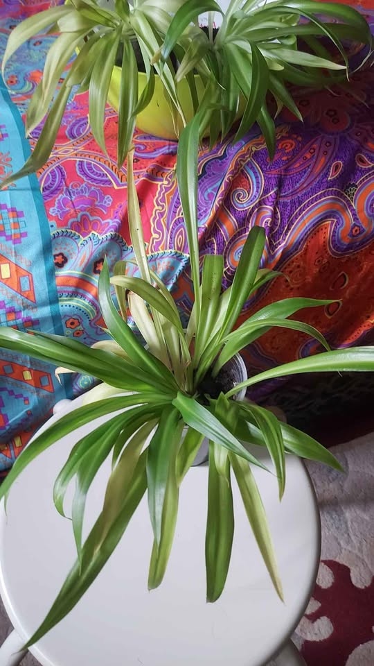 Young Spider Plants - photo 2