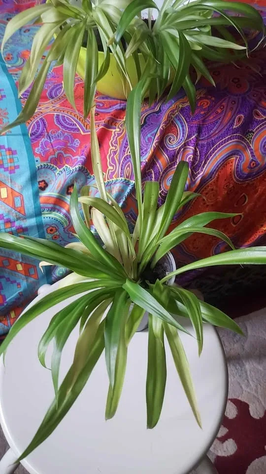 Young Spider Plants image indicator(2)