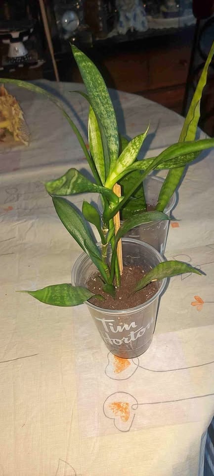 Baby Snake plants