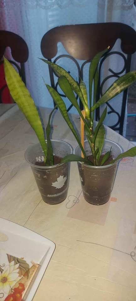 Baby Snake plants - photo 2