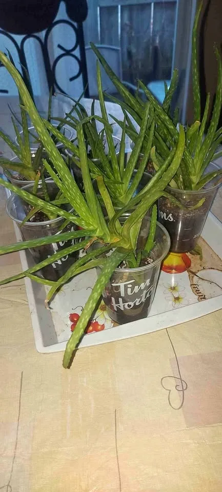 Baby Aloe Vera plants naturally home grown 😍