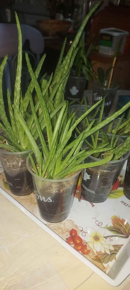 Baby Aloe Vera plants naturally home grown 😍 - photo 2
