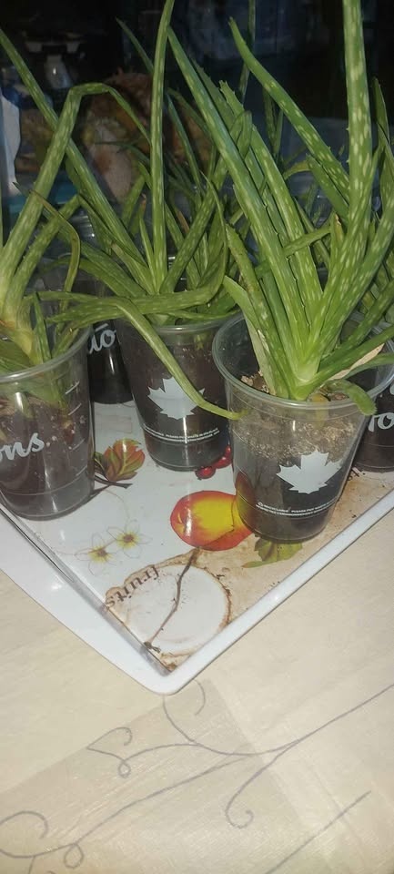 Baby Aloe Vera plants naturally home grown 😍 - photo 3