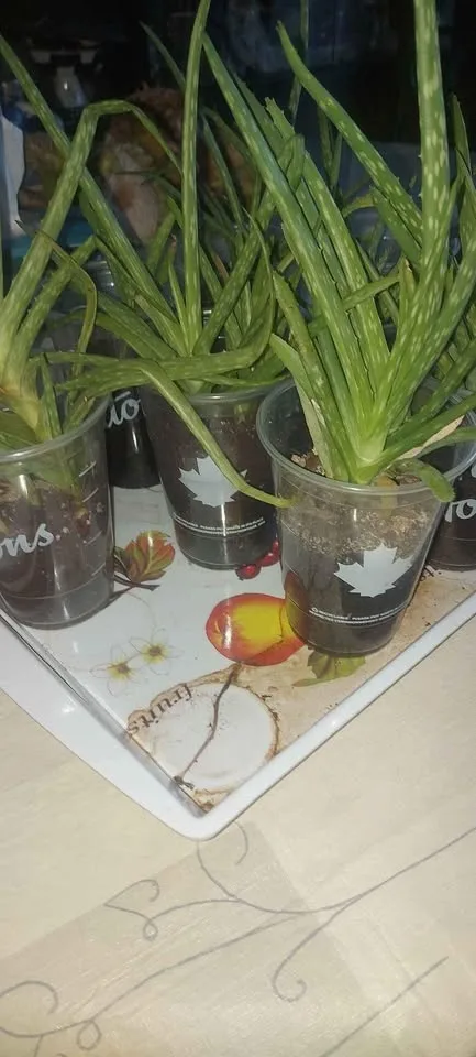 Baby Aloe Vera plants naturally home grown 😍 image indicator(3)