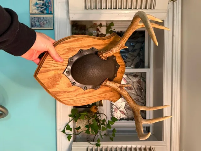 Real Ontario deer antler mount image indicator(2)