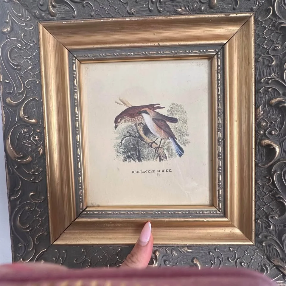 Vintage Bird Prints – Set of 2 Framed Illustrations image indicator(3)