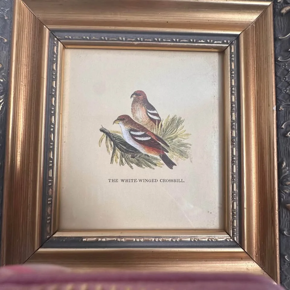 Vintage Bird Prints – Set of 2 Framed Illustrations image indicator(4)