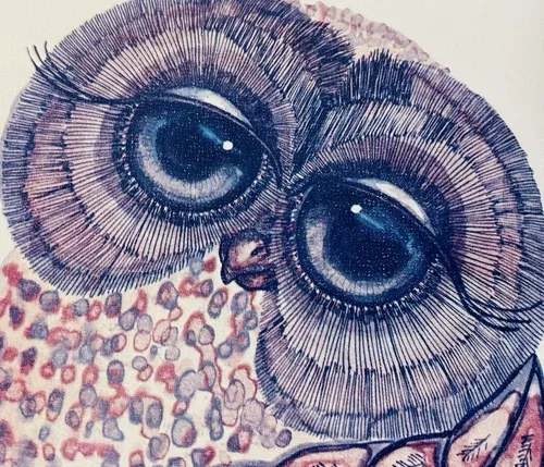 Vintage Glenn Heath Owl Lithograph 1970 Framed Wall Art