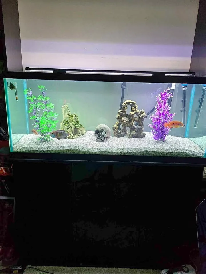 90G Fish Tank + tons of accessories