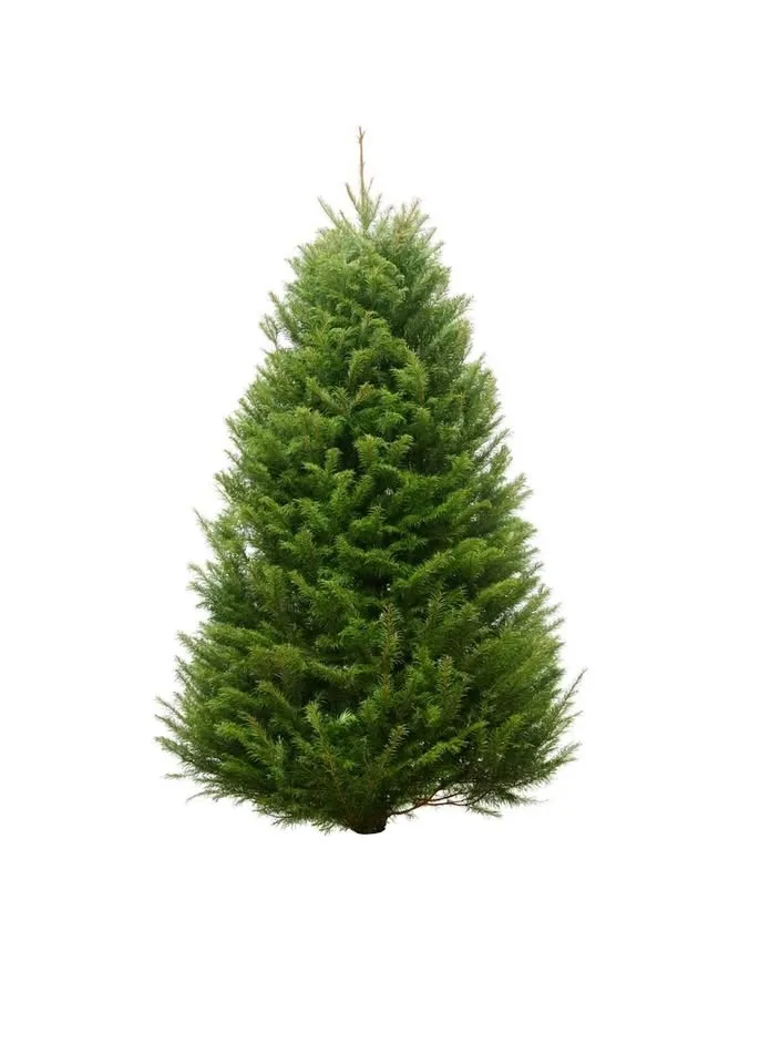 Fresh-Cut Christmas Trees (Free Delivery)