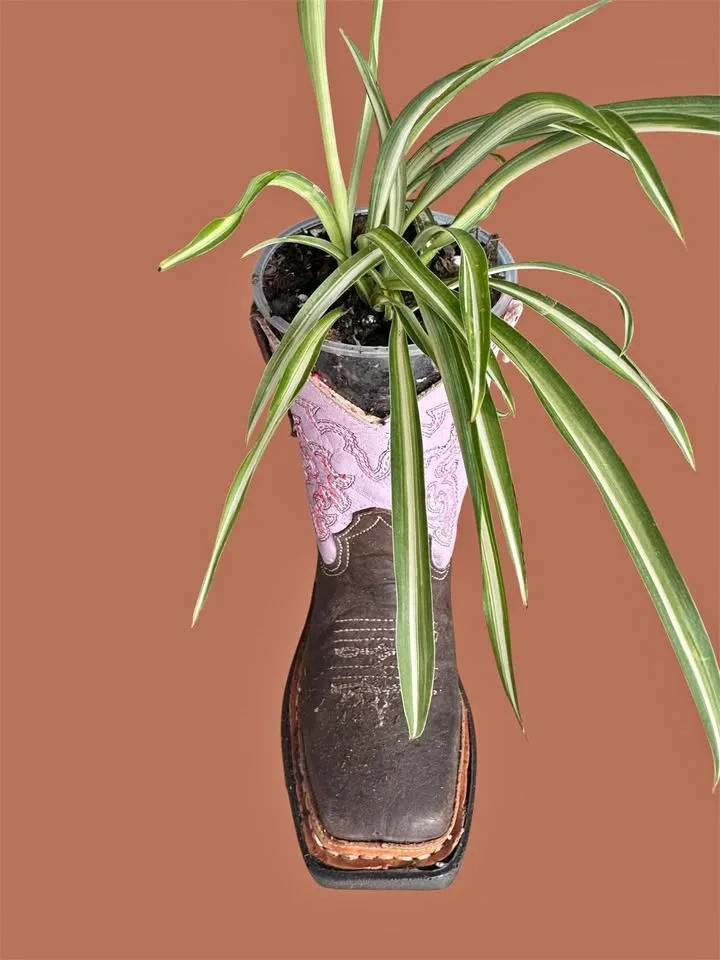 Plants in boots