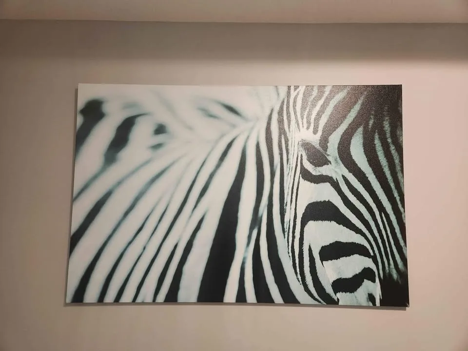 Zebra canvas picture