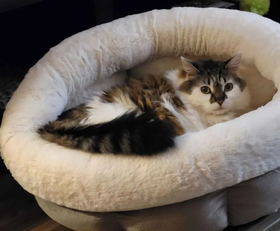 Cozy Ilan Cuddle Cup Pet Bed, for pets up to 12 lbs. image indicator(9)