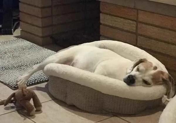 Cozy Ilan Cuddle Cup Pet Bed, for pets up to 12 lbs. image indicator(10)