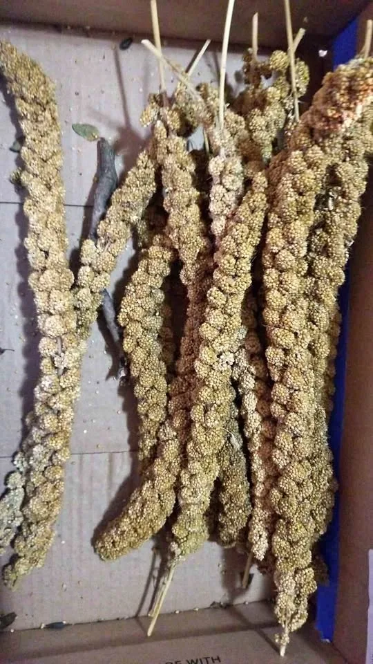 Spray millet