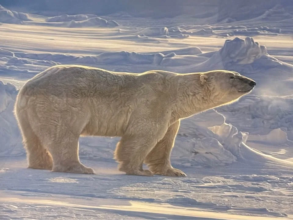 Artic Aura by Daniel Smith image indicator(4)