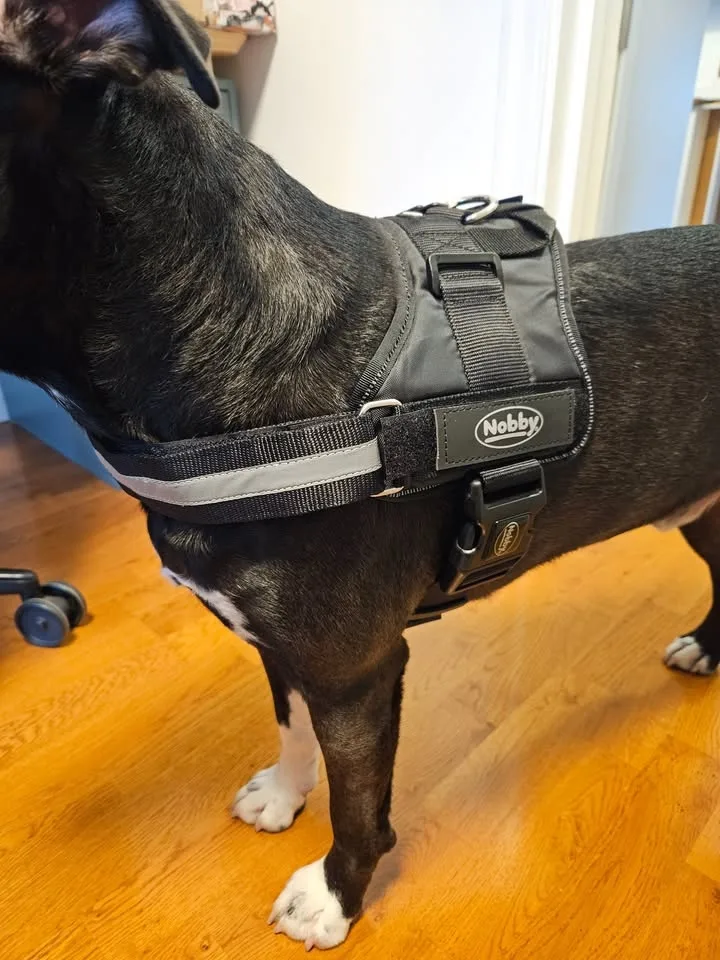 Nobby Seguro dog harness size M/L, black image indicator(2)