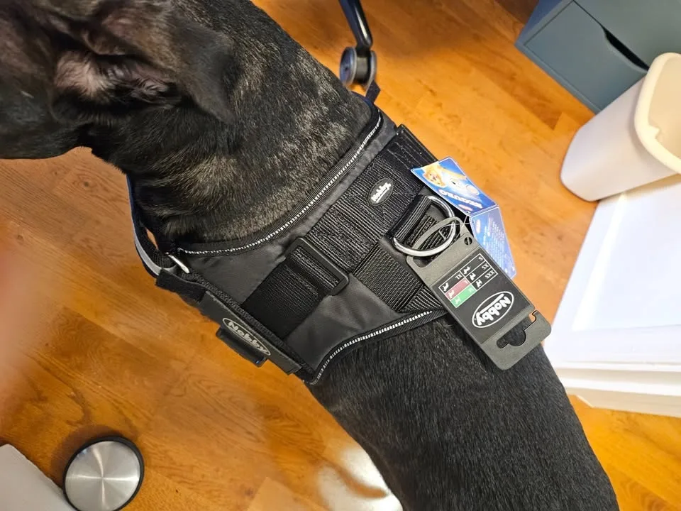 Nobby Seguro dog harness size M/L, black image indicator(3)