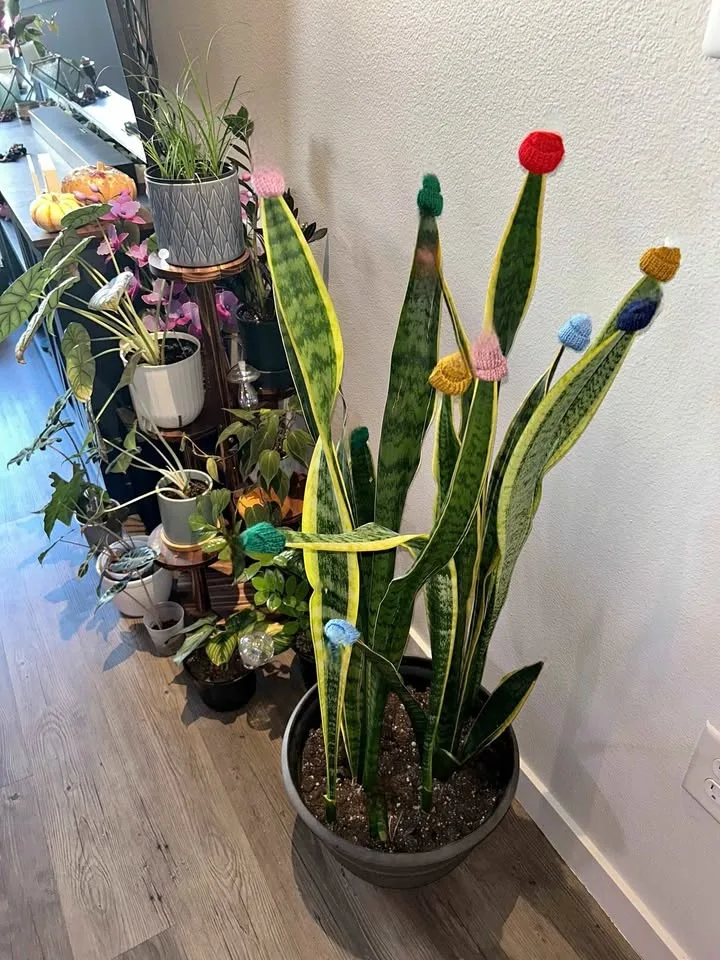 Festive Hats for your Plants