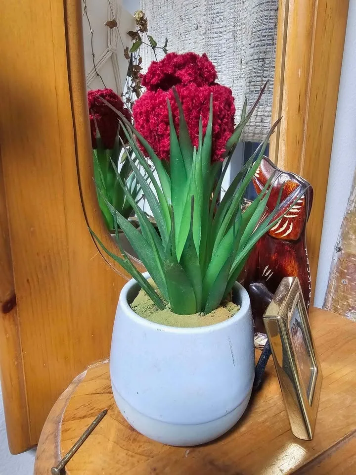 Festive Hats for your Plants image indicator(2)