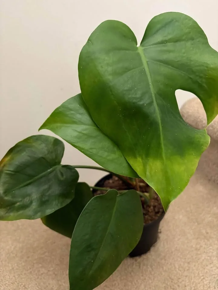 Monstera image indicator(2)