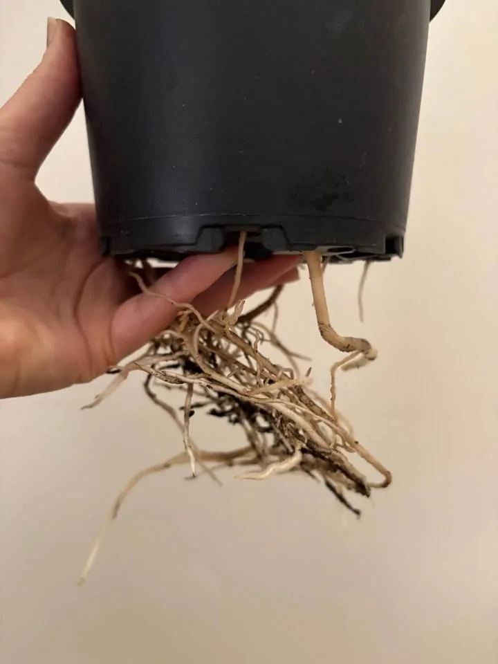 Monstera image indicator(3)