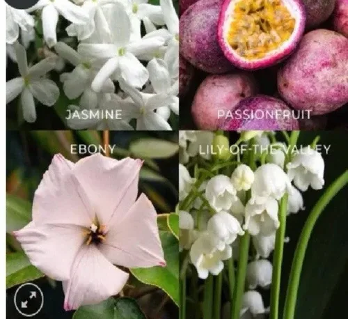 La Voce by Renée Fleming (Eau de Parfum) 1.7 OZ- New image indicator(5)