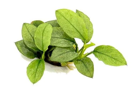 Anubias Nana Green Jade - Aquarium Plant