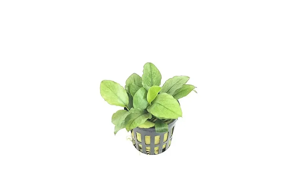 Anubias Nana Green Jade - Aquarium Plant image indicator(2)