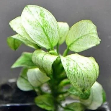 Anubias Marble White (Rare) - Aquarium Plant
