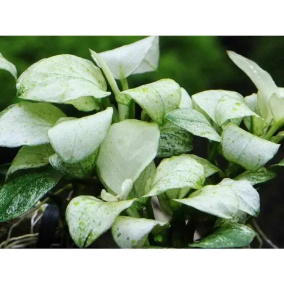 Anubias Marble White (Rare) - Aquarium Plant image indicator(2)