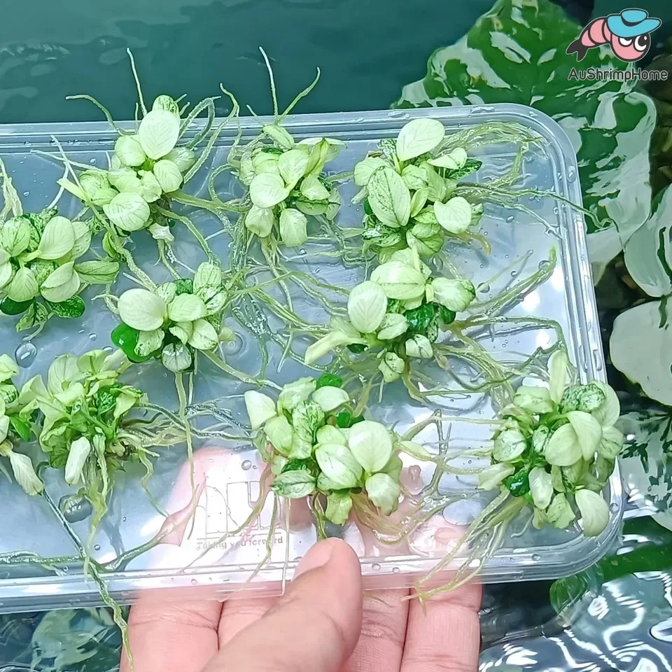 Anubias Marble White (Rare) - Aquarium Plant image indicator(3)