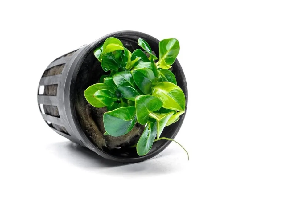 Anubias Stardust Mini (Rare) - Aquarium plant