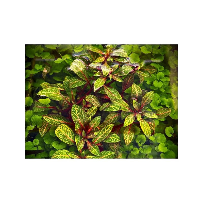 Ludwigia Rubin - Red Skeleton - Aquarium Plant